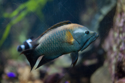伸口鱼,水,水平画幅,水下,野外动物,热带气候,水族馆,濑鱼,鲈形目,鱼类