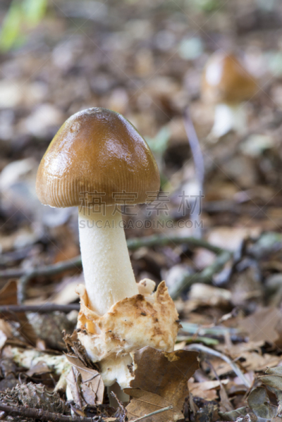 蘑菇,鹅膏菌,菌腮,红色,秋天,垂直画幅,图像,荷兰,伞形毒菌,枝