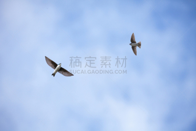 树燕,天空,水平画幅,蓝色,动物,鸟类,动物身体部位,野外动物,燕子,翅膀