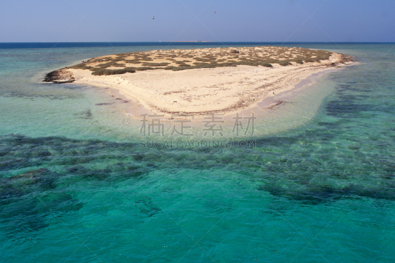 珊瑚岛,埃及,岛,红海,马萨阿拉姆,河床,海豚,水,天空,水平画幅