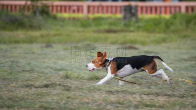 田地,比格犬,可爱的,幼小动物,特写,褐色,水平画幅,进行中,无人,动物身体部位