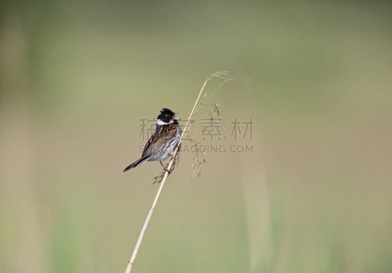 芦苇,噪声,鹭管鱼,芦鹀,枝,水,水平画幅,无人,食草动物,欧亚大陆