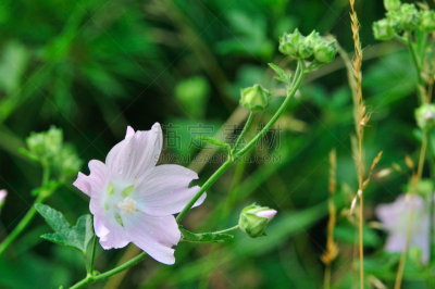 Altea medicinal, or Altea apothecary (lat. Althaéa officinális) is a perennial herb, a species of the Althea genus of the Malvaceae family. Althaea officinalis, or marsh-mallow.