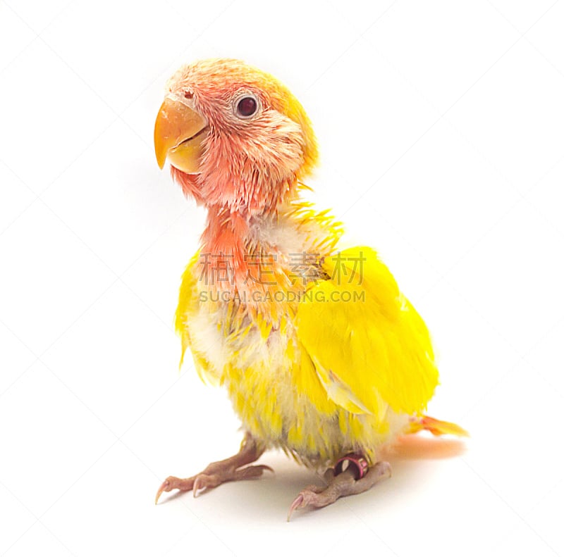 黄色,爱的,婴儿,红色,宠物,喙,水平画幅,可爱的,动物,鸟类