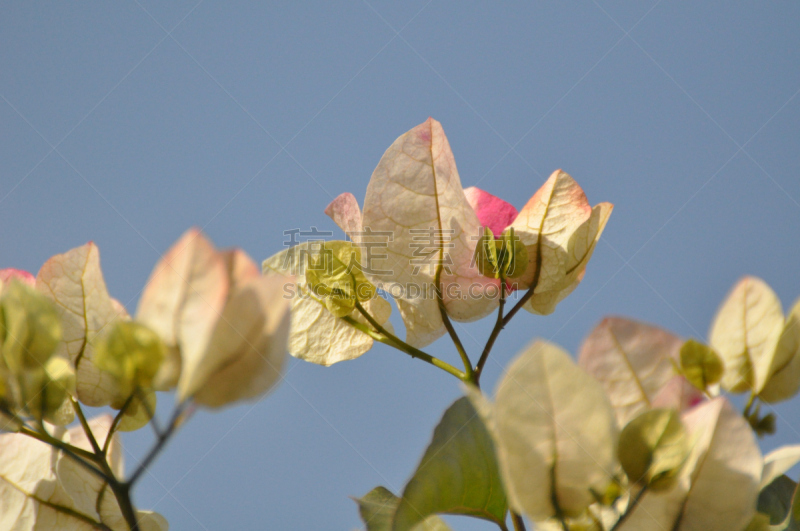 White Bougainvillea