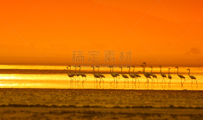 火烈鸟,颈,水平画幅,鸟类,早晨,户外,湖,古怪的,特写,迪拜