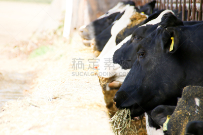 乳牛,农业,奶制品,水平画幅,谷仓,无人,动物习性,户外,草,哺乳纲