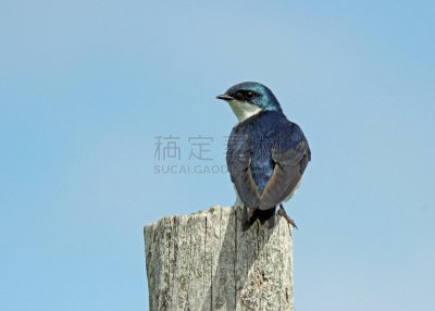 树燕,荧光色,六月,水平画幅,鸟类,夏天,北美歌雀,动物主题,木桩,白色