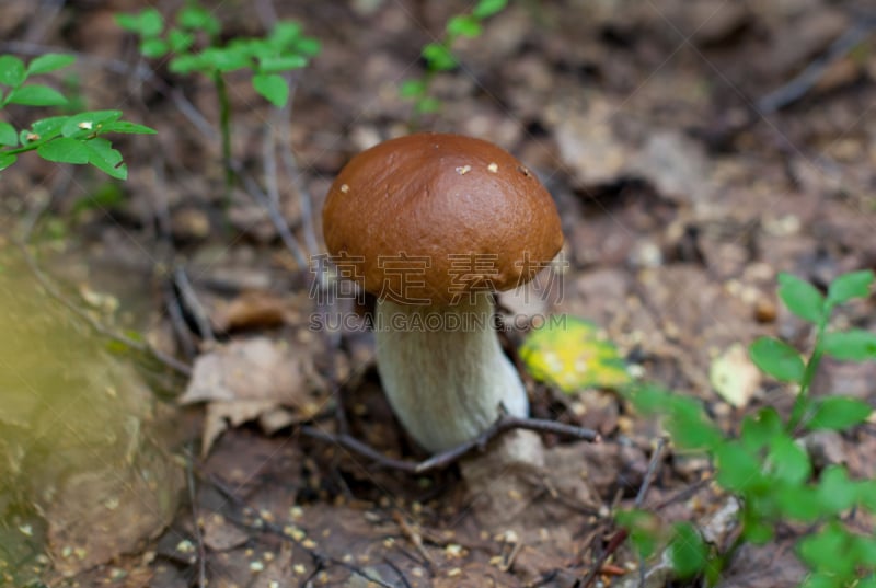 蘑菇,森林,菌丝,porcini mushroom,毒蘑菇,自然,水平画幅,提举,秋天,有机食品