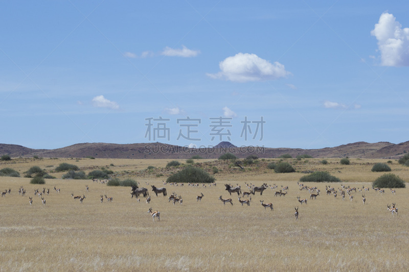 野生动物,萨凡纳港市,非洲,达马拉兰,哈特曼山斑马,中午,考科维尔德,狩猎动物,哺乳纲,草