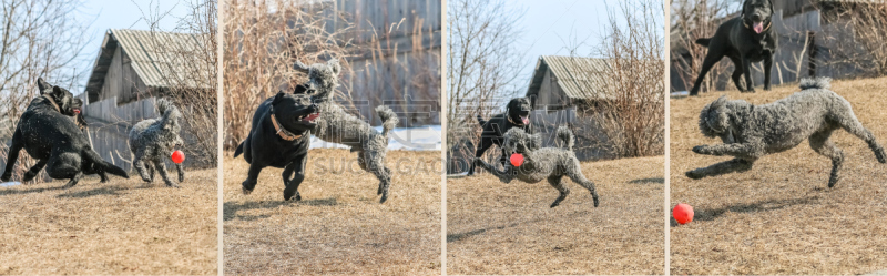 Collage – a game of poodle and labrador-retriever