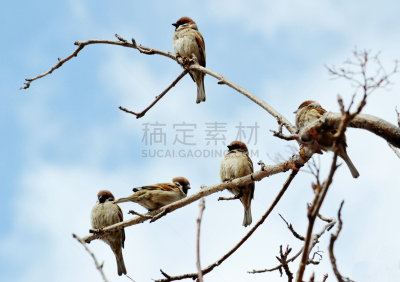 鸟类,黑松鸡,鹬,连雀,寒鸦,大乌鸦,車,啄木鸟,贪欲,麻雀