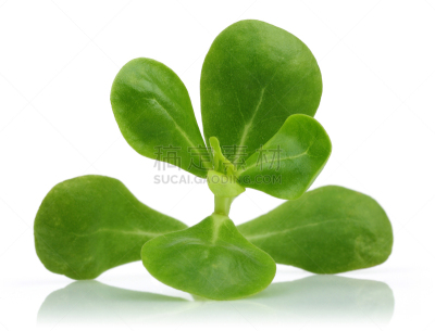 清新,马齿苋,白色背景,农业,蔬菜,背景分离,莴苣,香料,食品,成分