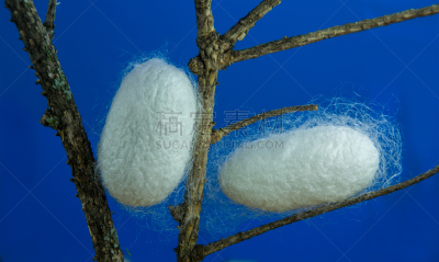 茧,蚕,枝,水平画幅,纺织品,特写,丝绸,蛾,叶子,昆虫