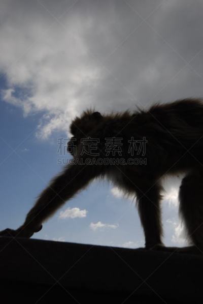 猴子,直布罗陀,地中海猕猴,野生动物,灵长目,猿,哺乳纲,一只动物,猕猴,著名景点