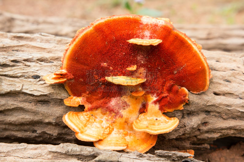 野生植物,crimini mushroom,自然,褐色,水平画幅,孢子,素食,木制,无人,有毒生物体