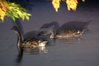 小天鹅,残翅,富营养化水体,疣鼻天鹅,小齿轮,人老心不老,正面视角,水,水平画幅,鸟类