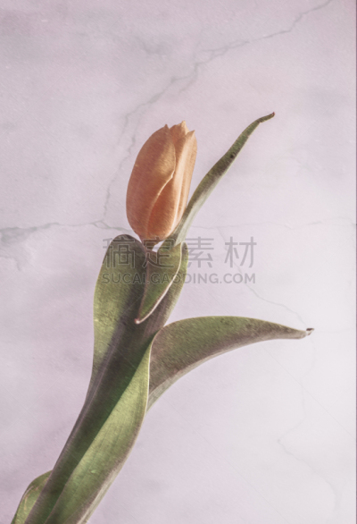 仅一朵花,黄色,垂直画幅,仿旧磨损的效果,郁金香,无人,数码合成,爱尔兰,花头