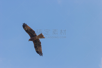 黑肩鸢,自然,天空,水平画幅,云,地形,日本,鸟类,相模原,动物身体部位