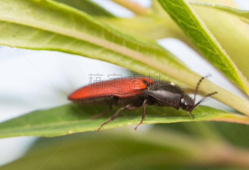 click beetle,水平画幅,无人,节肢动物,图像,特写,黑色,一只动物,红色,彩色图片