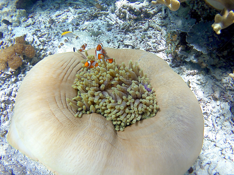 海葵,水下,准备好的虾,白海,紫色,水平画幅,无人,特写,白色,礁石