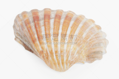 蛤,水平画幅,海螺,贝壳,贻贝,帽贝,软体动物,绘画插图,蜗牛,扇贝