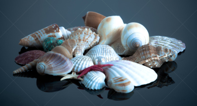 贝壳,自然,水平画幅,帽贝,长春花属,海产,海洋生命,海螺,鹅卵石,海蛤