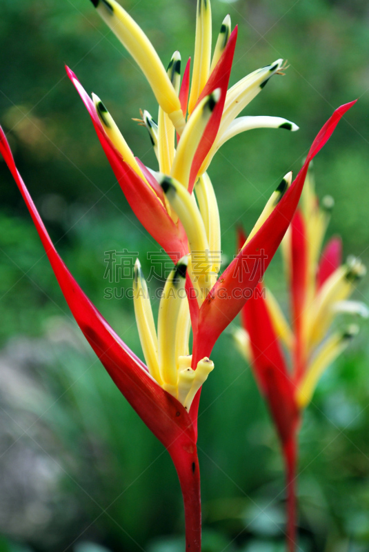 parrot's beak海里康属植物,仅一朵花,鹦鹉,喙,欧洲赤松,海里康属,自然,垂直画幅,南美,水平画幅