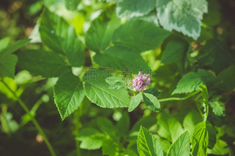 三叶草,园林,三叶草芽,自然,选择对焦,美,水平画幅,绿色,小的,无人