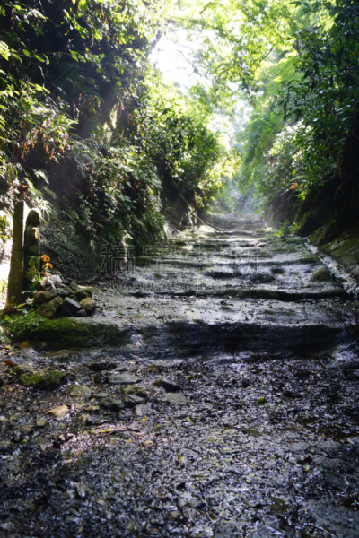 横滨,自然,垂直画幅,无人,散步道,风景,森林,户外,神奈川县,摄影