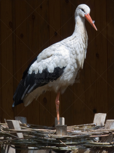 鹳,垂直画幅,美,颈,家禽,鸟类,巨大的,白人,居住区,鸟巢