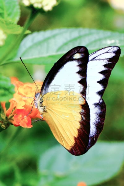 黄色,黑色,蝴蝶,自然,垂直画幅,小的,无人,特写,clouded yellow butterfly,2015年