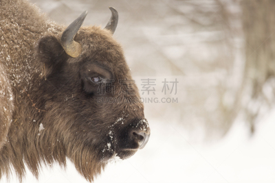雪,冬天,欧洲野牛,白昼,褐色,重的,水平画幅,无人,巨大的,野外动物