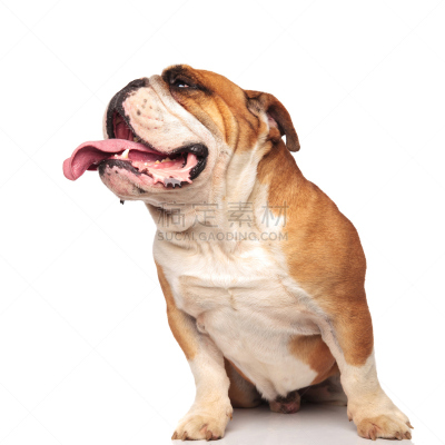 看,气促,可爱的,英格兰斗牛犬,侧面视角,美,褐色,舌头,古老的,斗牛犬