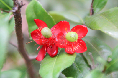 仅一朵花,红色,埃特尔城堡,etal castle,大波斯菊,水平画幅,无人,夏天,户外,草