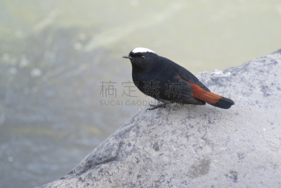 红尾鸲,白色,雪山,热带气候,泰国,色彩鲜艳,家禽,河流,运河,瀑布