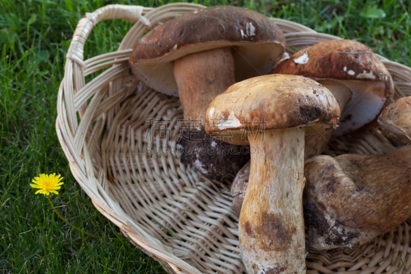 porcini mushroom,褐色,水平画幅,素食,生食,草坪,夏天,户外,篮子,草