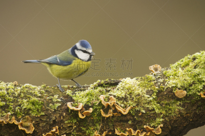 蓝山雀,莱切斯特城,山雀,地衣,自然,美,野生动物,水平画幅,圆木,鸟类