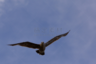 张开翅膀,北极贼鸥,贼鸥,自然,天空,水平画幅,蓝色,鸟类,动物身体部位,翅膀