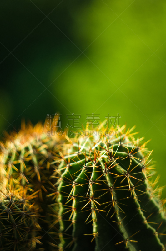 仙人掌,特写,桶仙人掌,选择对焦,阿根廷,沙漠,植物,雌蕊,装管,耙