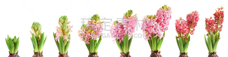 风信子,农业,多样,仅一朵花,枯萎的,花鳞茎,干花,生长,行动,进展