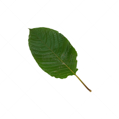 泰国,叶子,白色背景,草本,分离着色,替代疗法,辅导讲座,芳香的,癌症