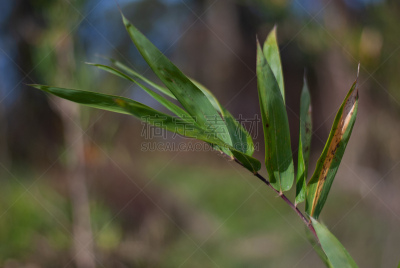 金竹,自然,季节,热带气候,环境,图像,竹,草类,公园,枝
