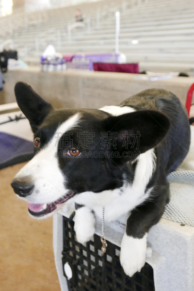 狗,多样,垂直画幅,宠物收养,标准贵宾犬,动物保护,德国牧羊犬,比熊犬,伯恩山犬,萨摩耶犬