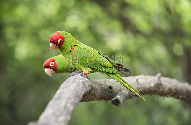 长尾鹦鹉,红辣椒,面具,南美,热带鸟,厄瓜多尔,水平画幅,绿色,无人,鸟类