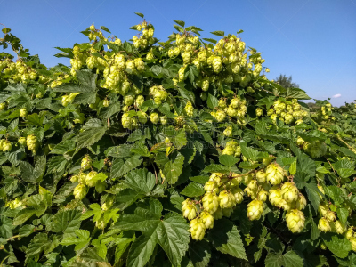 水果,鹭管鱼,图像,水平画幅,无人,德国,下萨克森,攀缘植物,多年生植物,有蔓植物