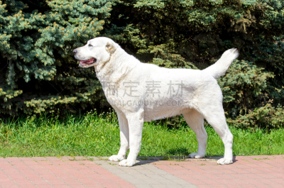 牧羊犬,侧面像,中环,水平画幅,无人,动物身体部位,户外,安全,俄罗斯,哺乳纲