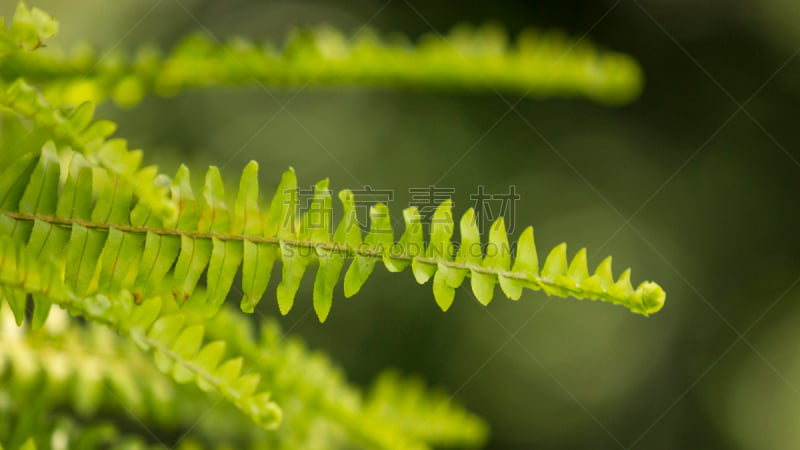 蕨类,背景,绿色,欧洲蕨,水平画幅,热带雨林,夏天,户外,特写,分形