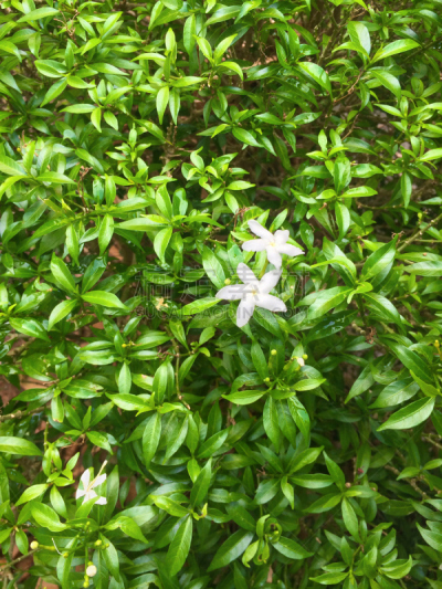 茉莉,早晨,叶子,自然美,国内著名景点,重瓣花,木樨科,菲律宾,垂直画幅,美