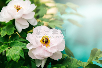 白色,牡丹,选择对焦,水平画幅,无人,纯净,特写,仅一朵花,植物,彩色图片